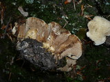 Hydnellum compactum image