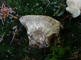 Hydnellum compactum image