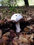 Amanita sect. Vaginatae image
