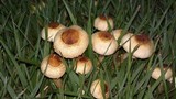 Image of Xanthagaricus luteolosporus