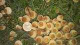 Xanthagaricus luteolosporus image