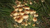 Xanthagaricus luteolosporus image