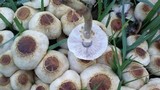 Xanthagaricus luteolosporus image