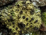 Lasallia pustulata image