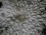 Lasallia pustulata image
