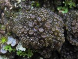 Collema fasciculare image