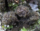 Collema fasciculare image
