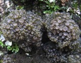 Collema fasciculare image