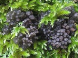 Collema fasciculare image
