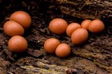 Lycogala epidendrum image