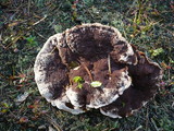 Hydnellum ferrugineum image