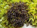 Leptogium palmatum image