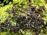 Leptogium palmatum image