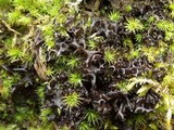 Leptogium palmatum image