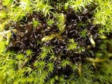 Leptogium palmatum image