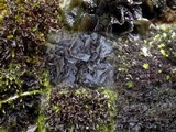 Leptogium palmatum image