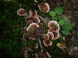 Hydnellum spongiosipes image