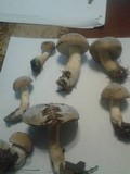 Boletus pallidus image