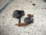 Hydropus atramentosus image