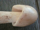 Amanita sect. Vaginatae image