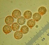 Amanita sect. Vaginatae image