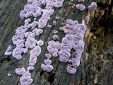 Punctularia subhepatica image