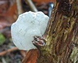 Campanella tristis image