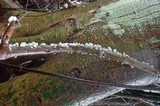 Campanella tristis image