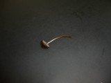 Hydropus trichoderma image