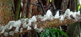 Campanella tristis image