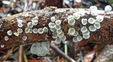 Campanella tristis image