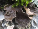 Sticta limbata image