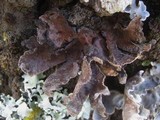 Sticta limbata image