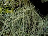 Usnea articulata image