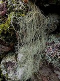 Usnea articulata image
