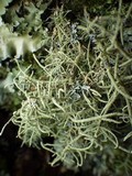 Usnea cornuta image