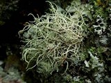Usnea cornuta image