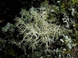 Usnea cornuta image