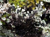 Hypogymnia tubulosa image