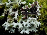 Hypogymnia tubulosa image