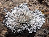 Physcia caesia image