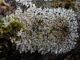 Physcia caesia image