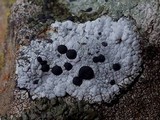 Acarospora nodulosa image