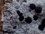 Acarospora nodulosa image