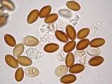 Psilocybe chuxiongensis image