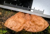 Auricularia delicata image