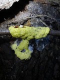 Fuligo septica image