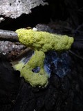Fuligo septica image