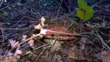 Leccinum manzanitae image