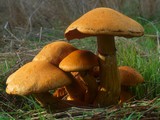 Gymnopilus ventricosus image